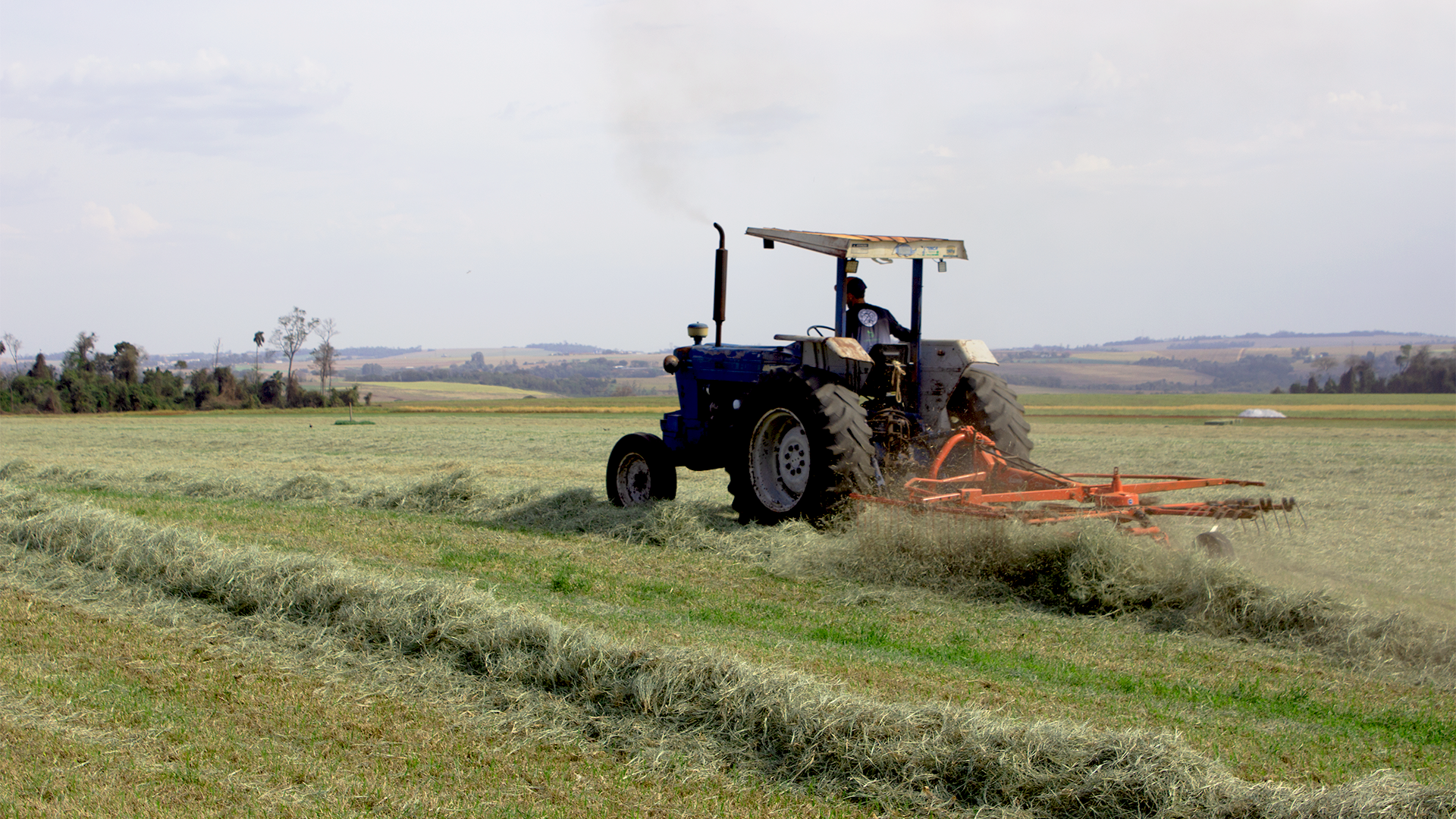 Corte do feno com equipamento agrícola