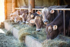 confinamento bovino bate recor
